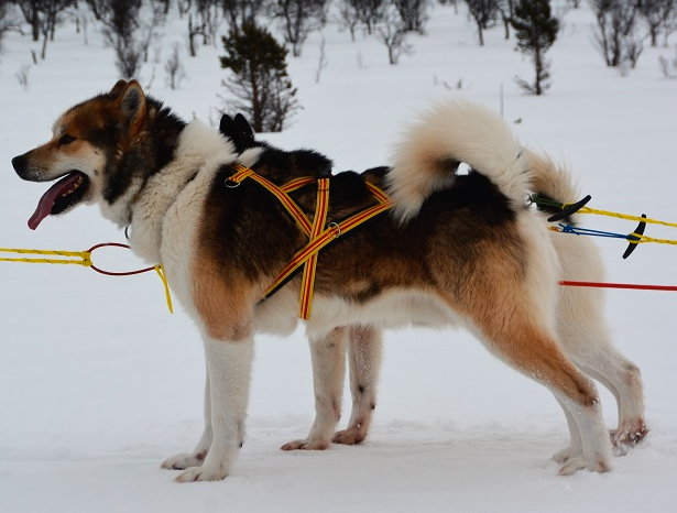 Troll DogSport Combi-valjaat